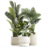 small plants white modern pots Strelitzia Licuala fan palm 1436