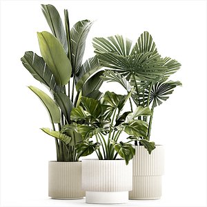 small plants white modern pots Strelitzia Licuala fan palm 1436