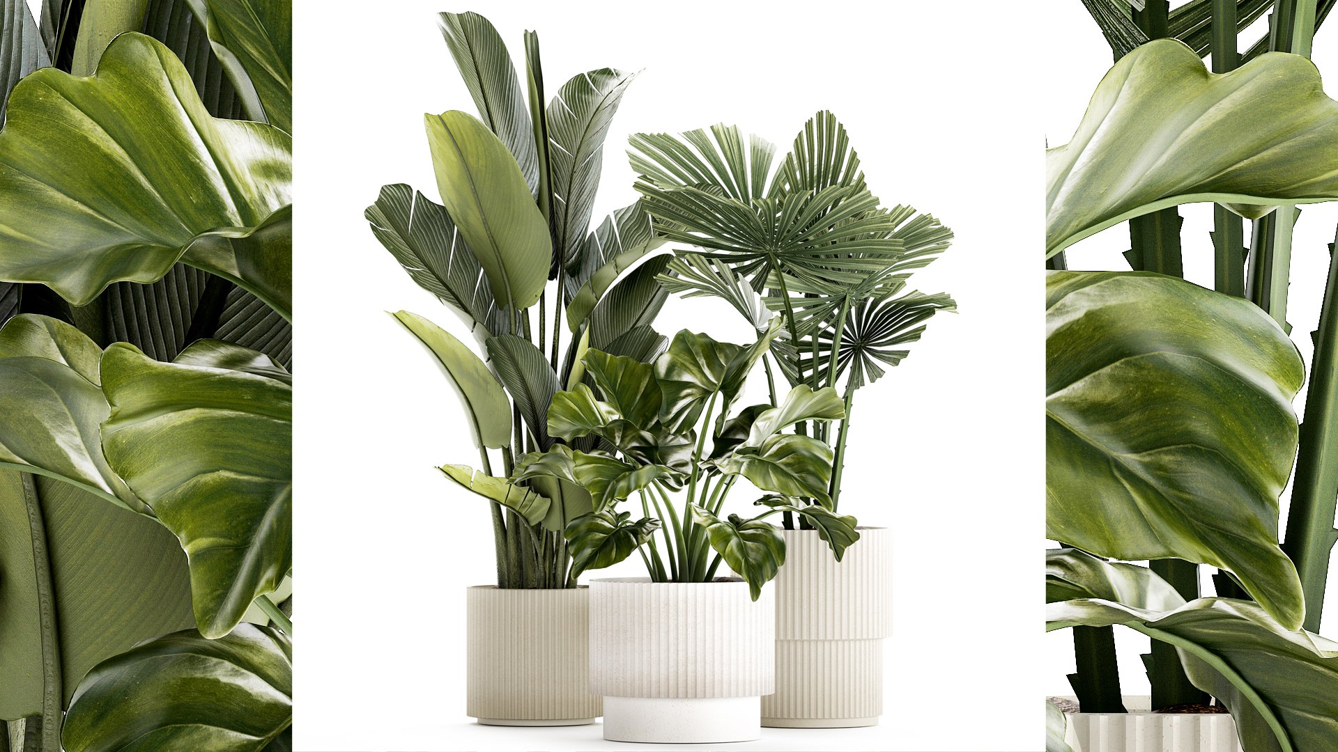 3d-small-plants-white-modern-pots-strelitzia-licuala-fan-palm-1436