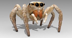 Jumping Spider