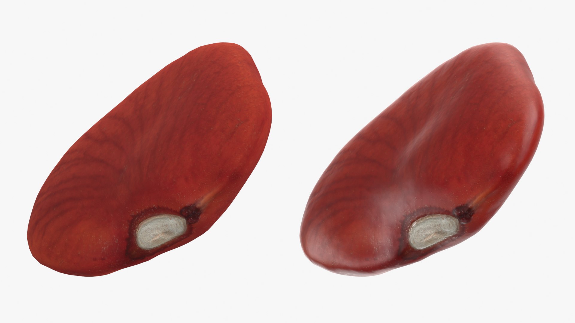 Red Bean Flat Collection model https://p.turbosquid.com/ts-thumb/Dn/kJH6CR/h5/redbeanflat01_0001b/png/1777029291/1920x1080/fit_q87/5bfadefc02947d7eb0555248440ce5879160f549/redbeanflat01_0001b.jpg