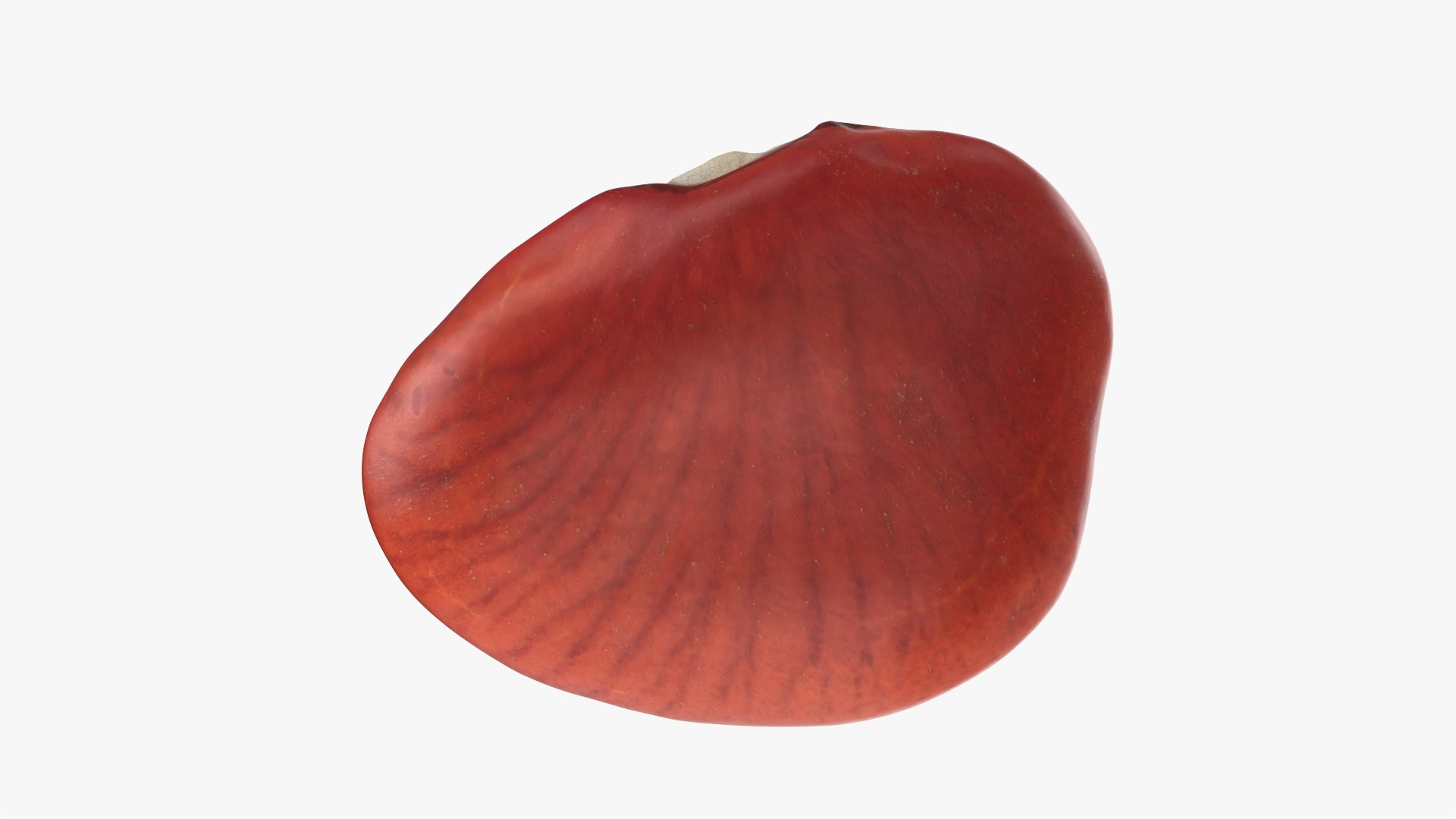 Red Bean Flat Collection model https://p.turbosquid.com/ts-thumb/Dn/kJH6CR/kR/redbeanflat01_0002/png/1777029291/1920x1080/fit_q87/2b4f9a7c446dad028974c5d4facf34637b214f53/redbeanflat01_0002.jpg