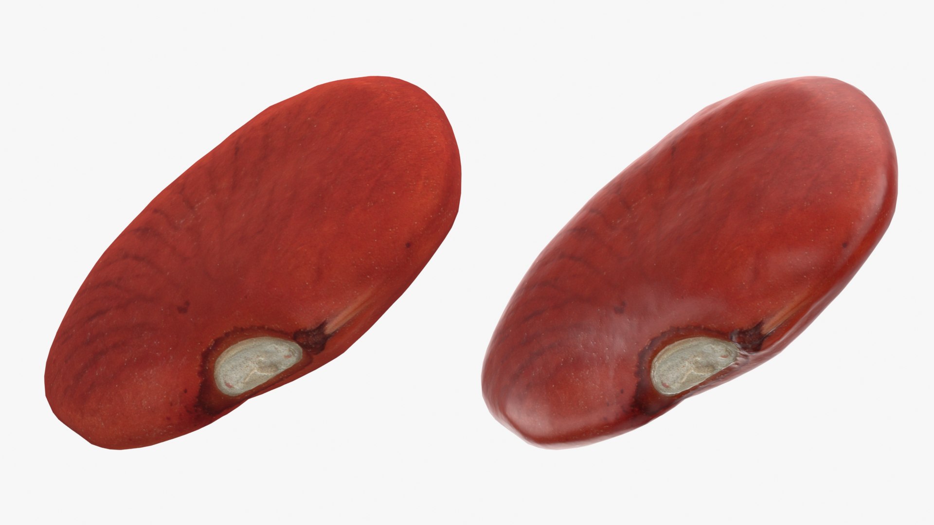 Red Bean Flat Collection model https://p.turbosquid.com/ts-thumb/Dn/kJH6CR/n6/redbeanflat02_0001b/png/1777029318/1920x1080/fit_q87/2bead9f72e3d8c6e0fed6c9e4777681eb5141400/redbeanflat02_0001b.jpg