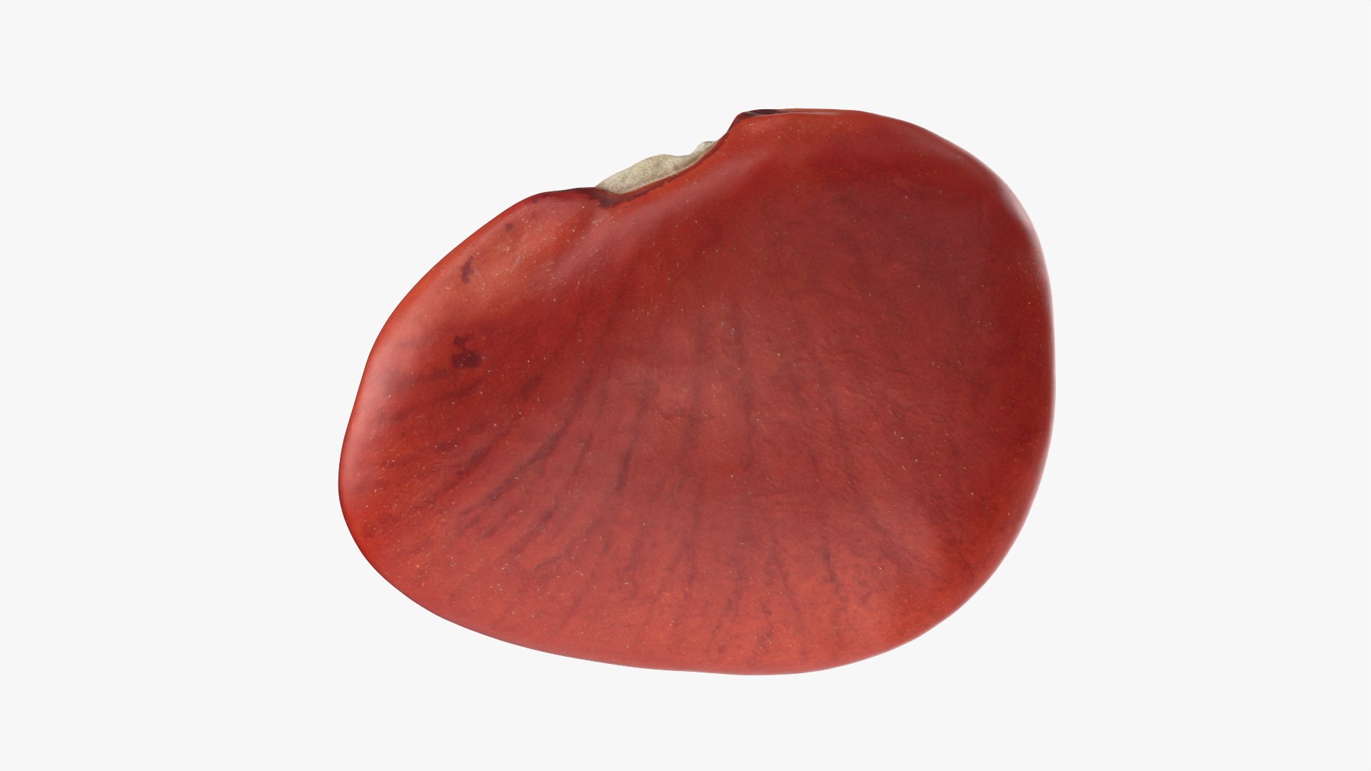 Red Bean Flat Collection model https://p.turbosquid.com/ts-thumb/Dn/kJH6CR/yO/redbeanflat02_0002/png/1777029321/1920x1080/fit_q87/3022f66118efe4bfa79537ce576ecd04df088484/redbeanflat02_0002.jpg