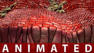3d nasal cilia model