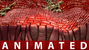 Cilia with cells animated