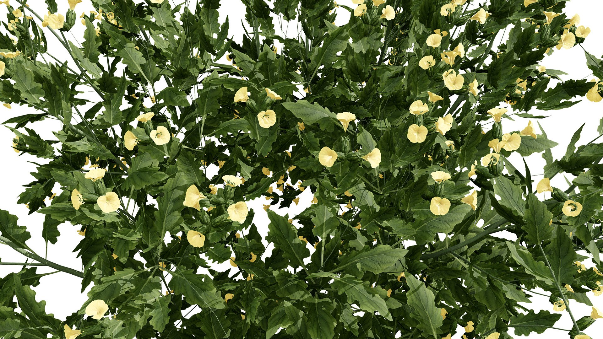 3D Middle Eastern Vegetation Pack 3D Model https://p.turbosquid.com/ts-thumb/Do/8IH4Wv/6X/arabianheliotropiumarbainenseramramplantz345/jpg/1769192130/1920x1080/fit_q87/4c64840d27f2e8c9006c16ea0c7054c783b70236/arabianheliotropiumarbainenseramramplantz345.jpg