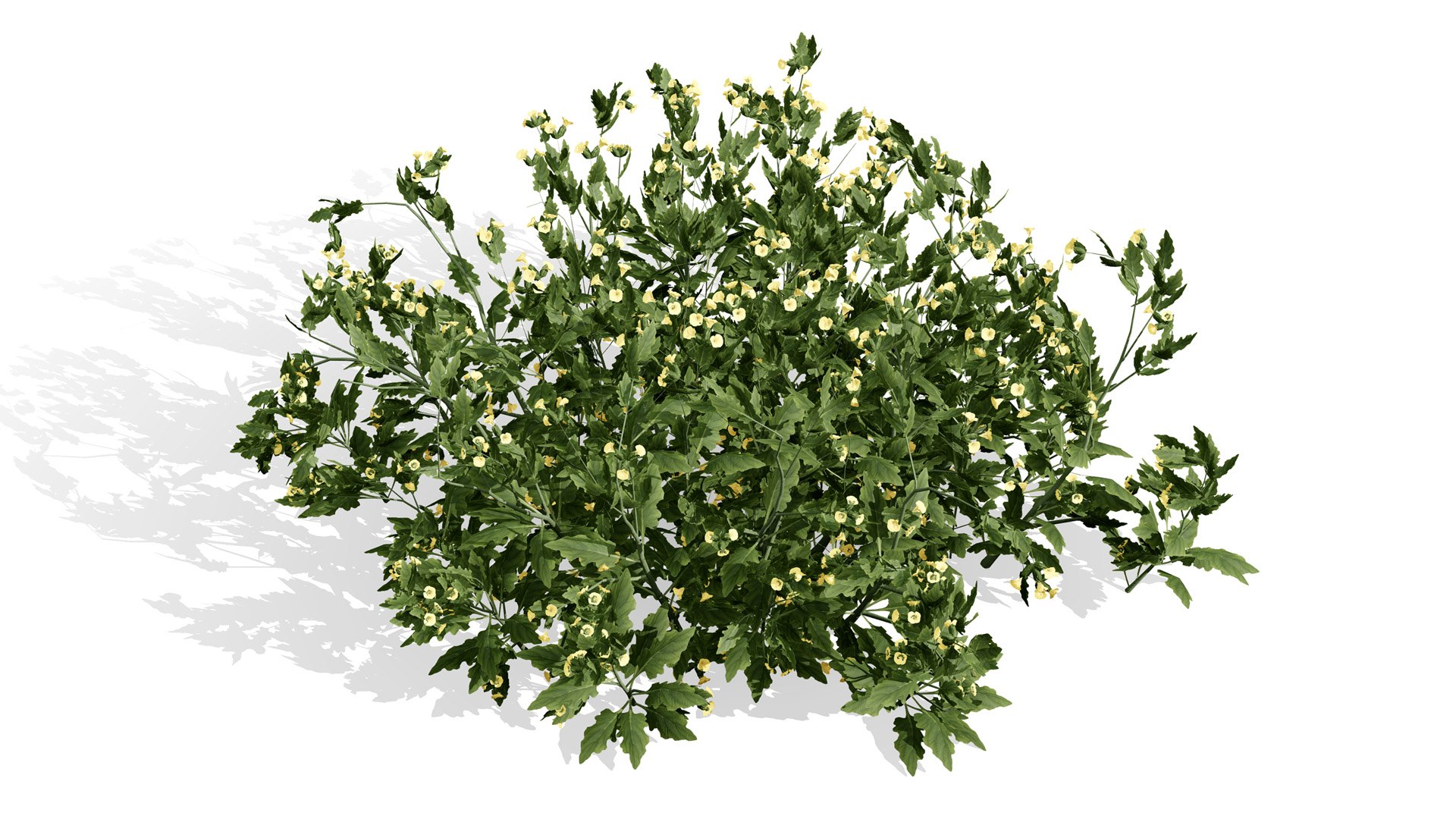 3D Middle Eastern Vegetation Pack 3D Model https://p.turbosquid.com/ts-thumb/Do/8IH4Wv/GA/arabianheliotropiumarbainenseramramplantl/jpg/1769192128/1920x1080/fit_q87/620ddabb4315265a7ae4472c558c542667bc14ca/arabianheliotropiumarbainenseramramplantl.jpg