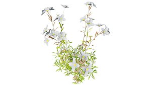 Middle Eastern Vegetation Pack 3D Model