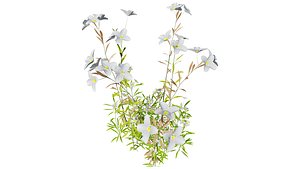 Middle Eastern Vegetation Pack 3D Model