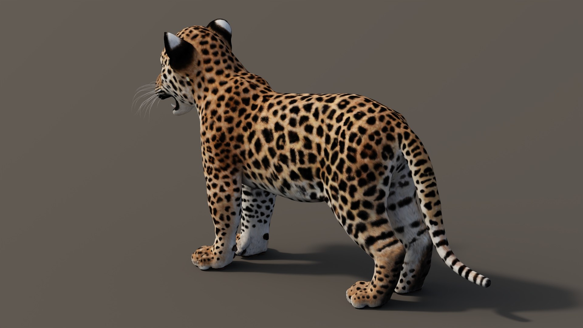 3D Leopard Cub 3D Model model - TurboSquid 2156827