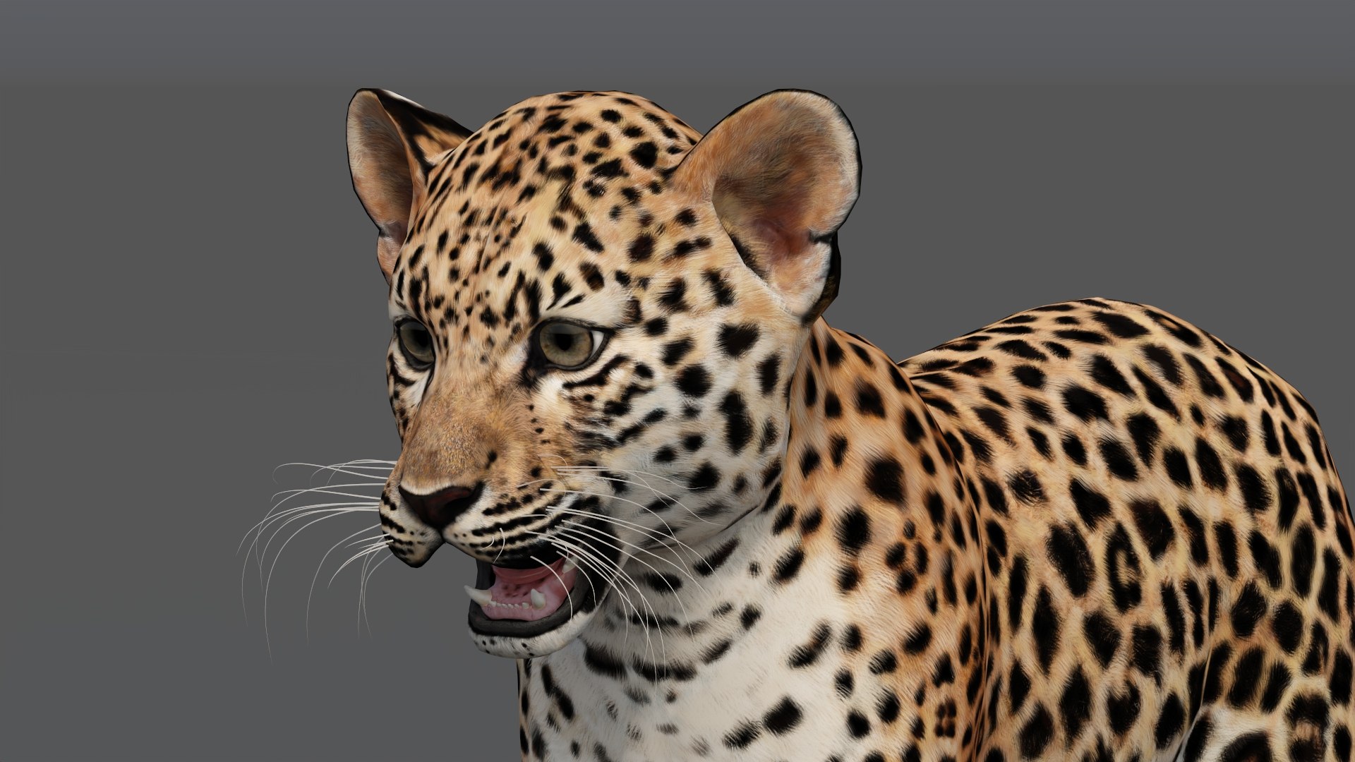 3D Leopard Cub 3D Model model - TurboSquid 2156827