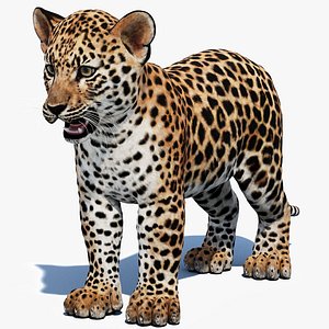 3D Leopard Cub 3D Model model