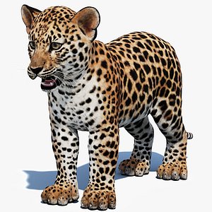 Leopard Cub 3D Model