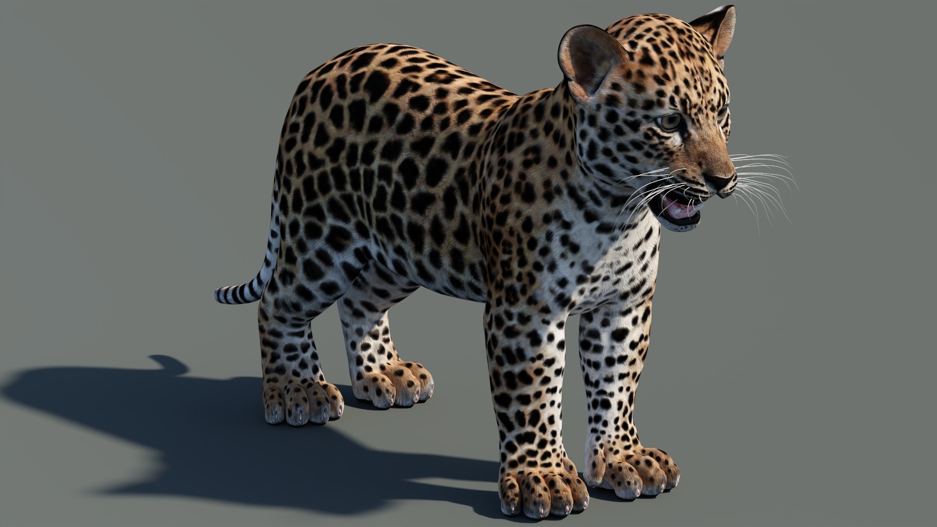 3D Leopard Cub 3D Model model https://p.turbosquid.com/ts-thumb/Do/ApHF28/jp/leopard_cub04/jpg/1701171894/1920x1080/fit_q87/e59ca512fc9374e96bb949af895217ac90e276a7/leopard_cub04.jpg