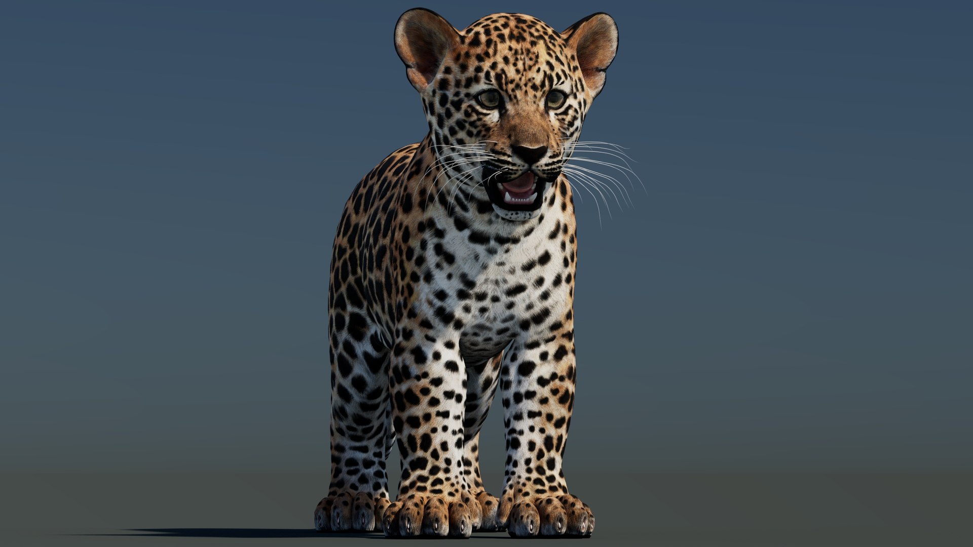 3D Leopard Cub 3D Model model https://p.turbosquid.com/ts-thumb/Do/ApHF28/oy/leopard_cub03/jpg/1768055456/1920x1080/fit_q87/ac34e6e11fa853f7a3b673a7487a17bfff372e29/leopard_cub03.jpg