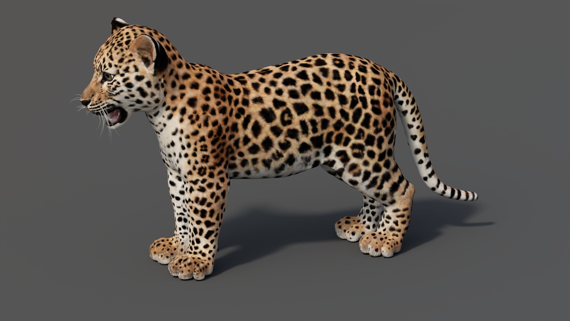 3D Leopard Cub 3D Model model - TurboSquid 2156827