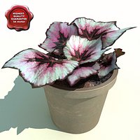 Begonia rex yuletide