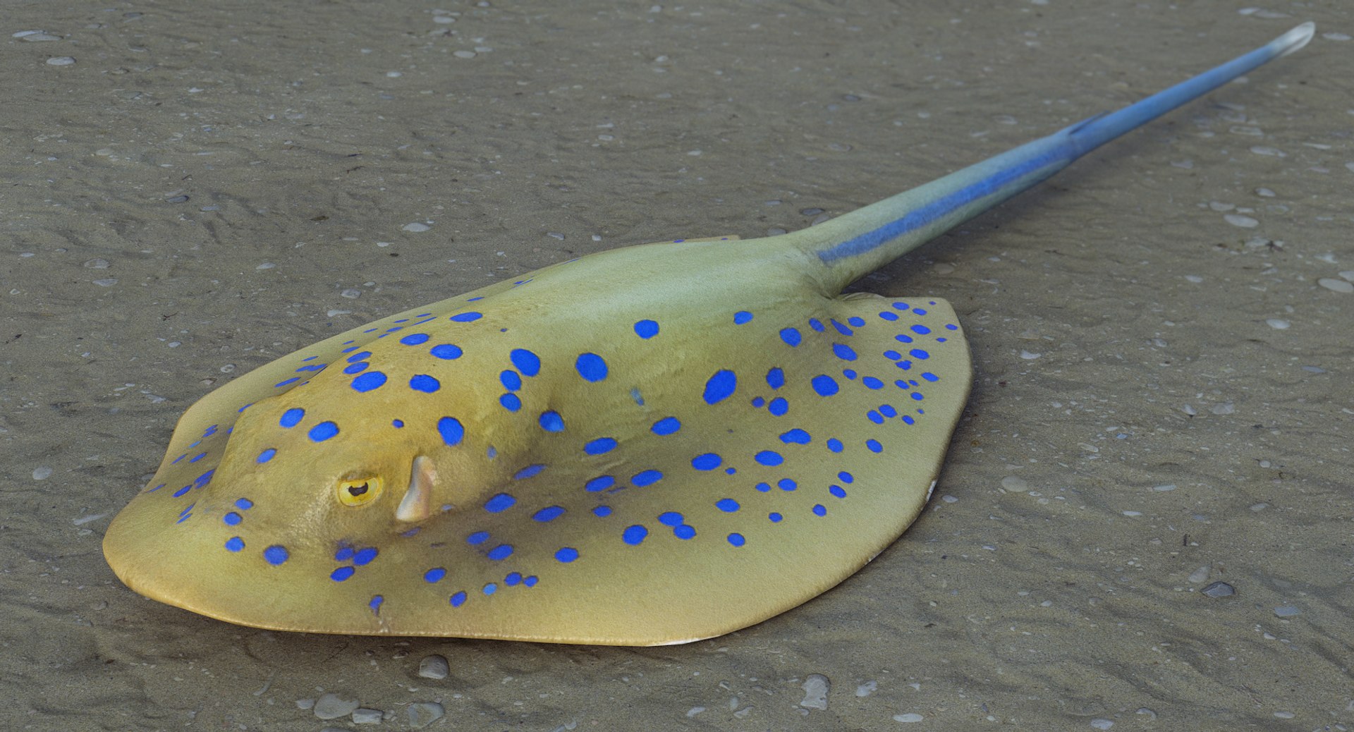 3D Blue Spotted Stingray - TurboSquid 1325126