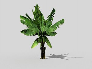 banana tree