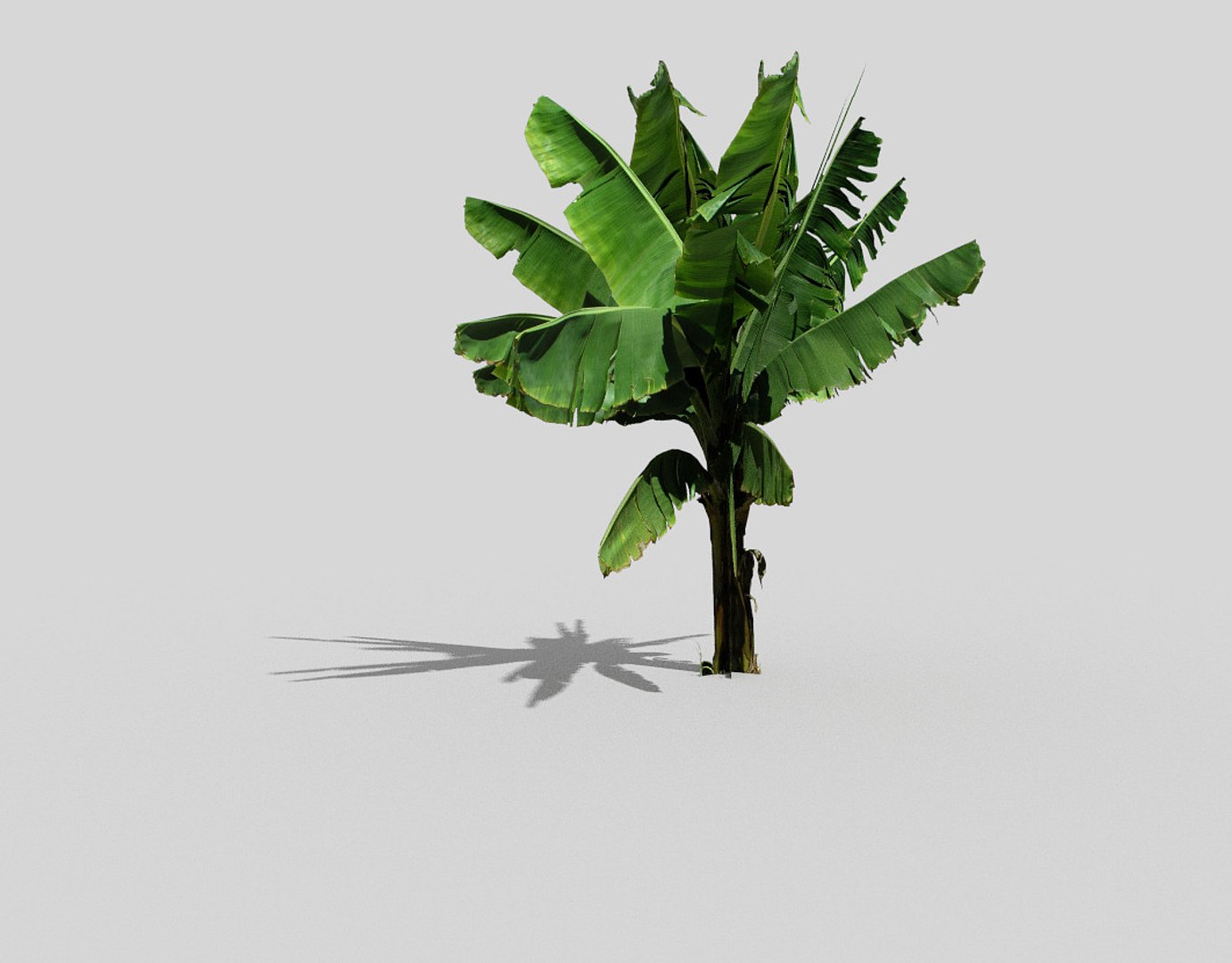 3D Banana Tree Model - TurboSquid 1116177