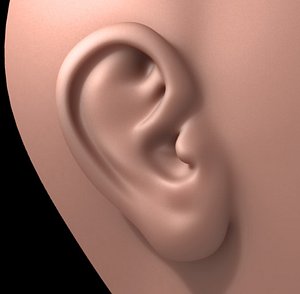 3d human ear