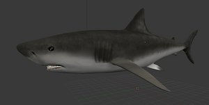 3d model shark ready