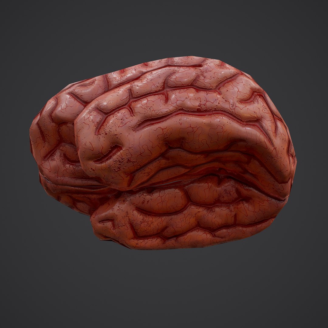 3D human brain https://p.turbosquid.com/ts-thumb/Do/cdiTMB/AKknrikm/11/png/1600583713/1920x1080/fit_q87/1074c2ae29755f355d4088b11d3e783a420563cf/11.jpg