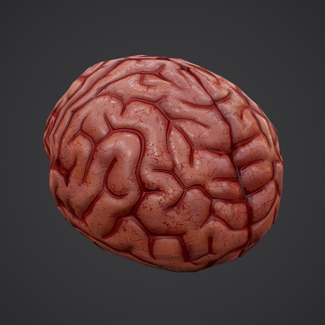 3D human brain https://p.turbosquid.com/ts-thumb/Do/cdiTMB/BhMCzxkJ/5/png/1600583713/1920x1080/fit_q87/cd9c7215d3d3a48da80958a28b8ee4c75fbfa0f6/5.jpg
