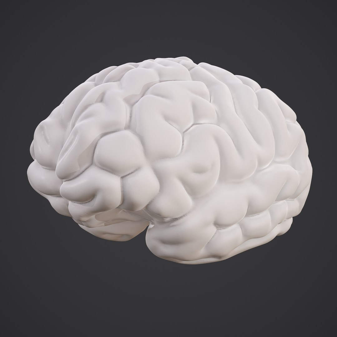 3D human brain https://p.turbosquid.com/ts-thumb/Do/cdiTMB/DSKWNKMW/print/png/1600583714/1920x1080/fit_q87/c177bf3b9b231f57e3eaee04f3ea8f1b923d5db8/print.jpg