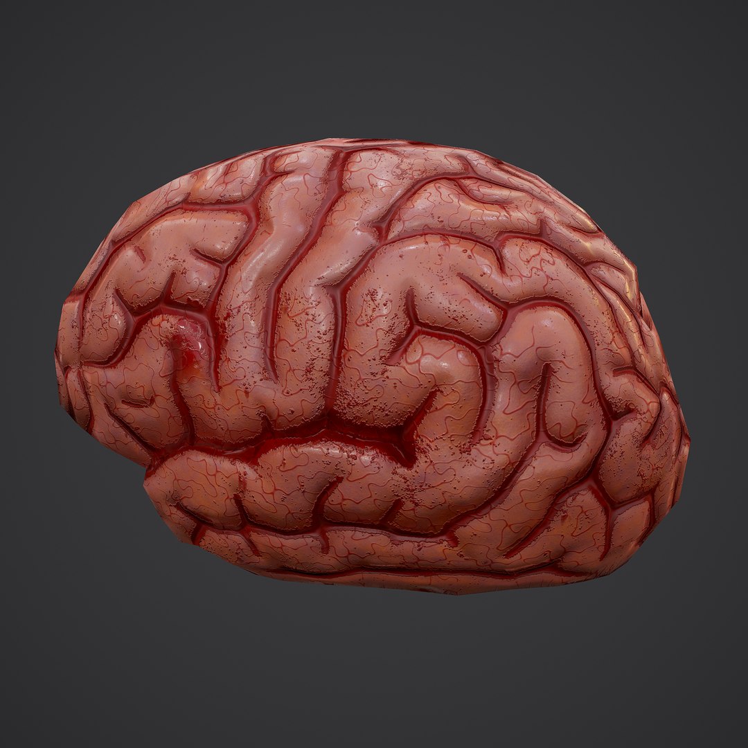 3D human brain https://p.turbosquid.com/ts-thumb/Do/cdiTMB/HabgMiLu/6/png/1600583713/1920x1080/fit_q87/ee2dc9b0d146cdecfc283beccaf5f6c980a942f2/6.jpg