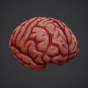 3D human brain