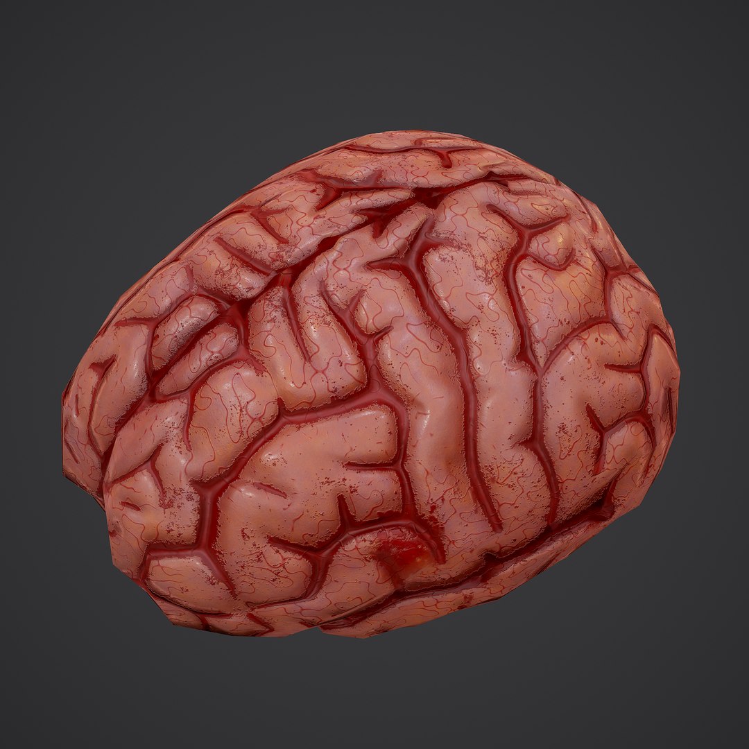 3D human brain https://p.turbosquid.com/ts-thumb/Do/cdiTMB/pr7SJyJ5/8/png/1600583713/1920x1080/fit_q87/dcc30411536435523f2463b6870a1435021b2740/8.jpg