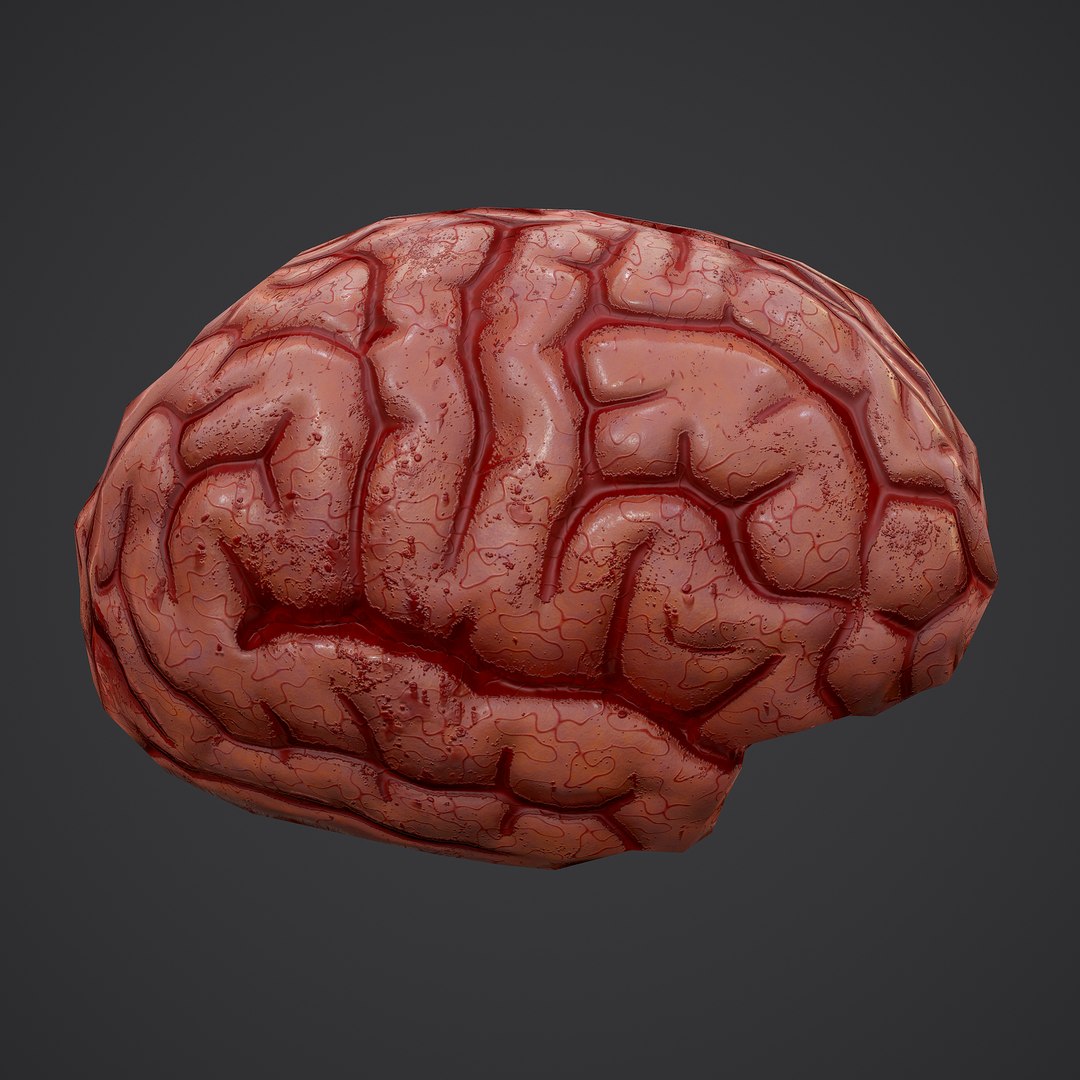 3D human brain https://p.turbosquid.com/ts-thumb/Do/cdiTMB/wBqjZBSz/2/png/1600583713/1920x1080/fit_q87/7ddf18a4e1133a5701963298a8dc897e4de5cfb3/2.jpg