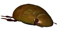 Water Beetle