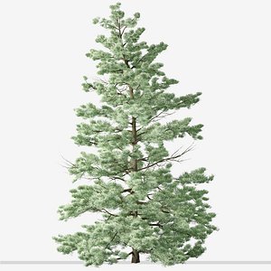 Set of White fir or Abies concolor Trees