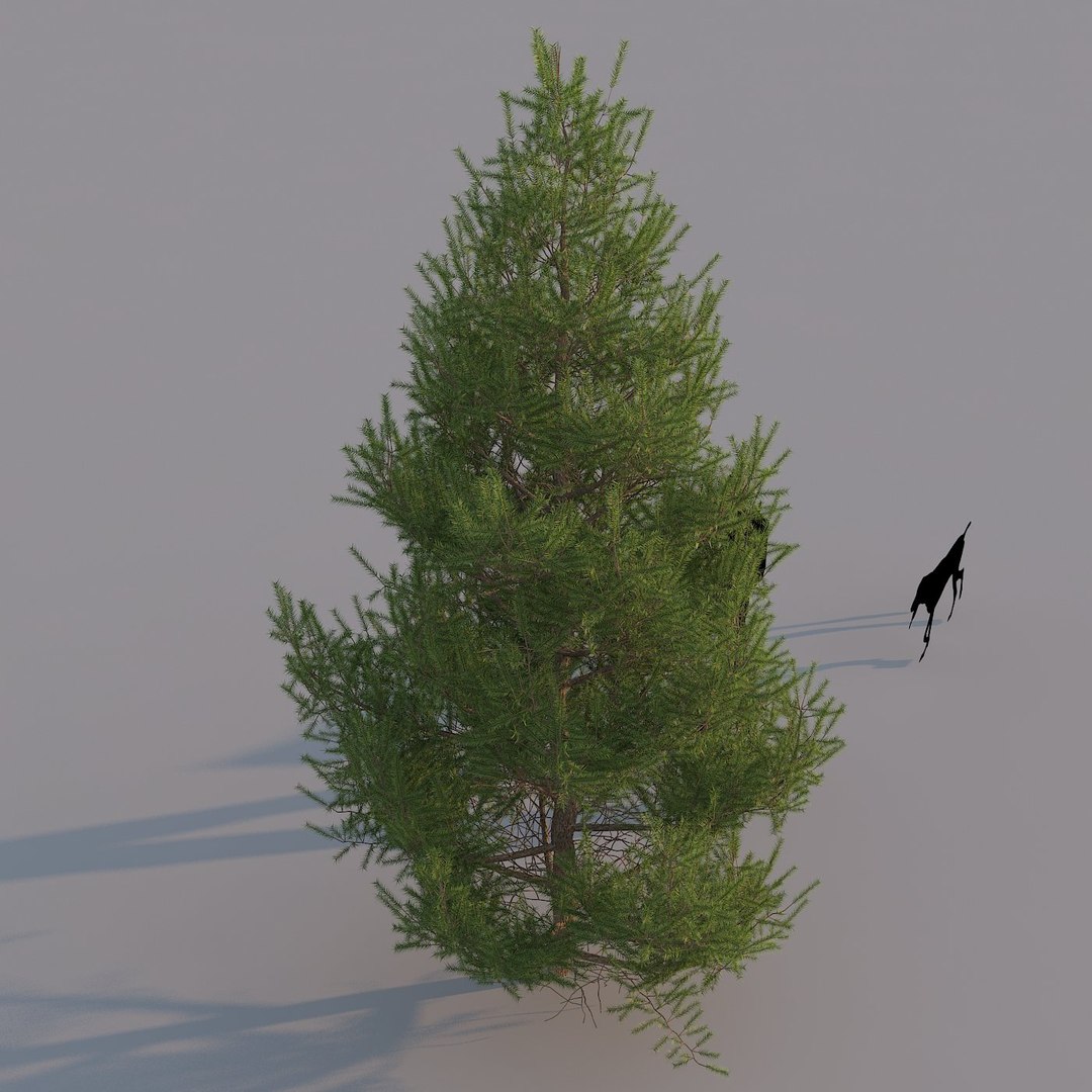 Spruce Tree 3d Model