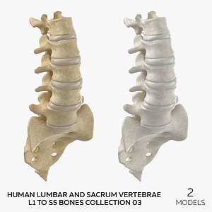 Human Lumbar and Sacrum Vertebrae L1 to S5 Bones Collection 03 - 2 models 3D