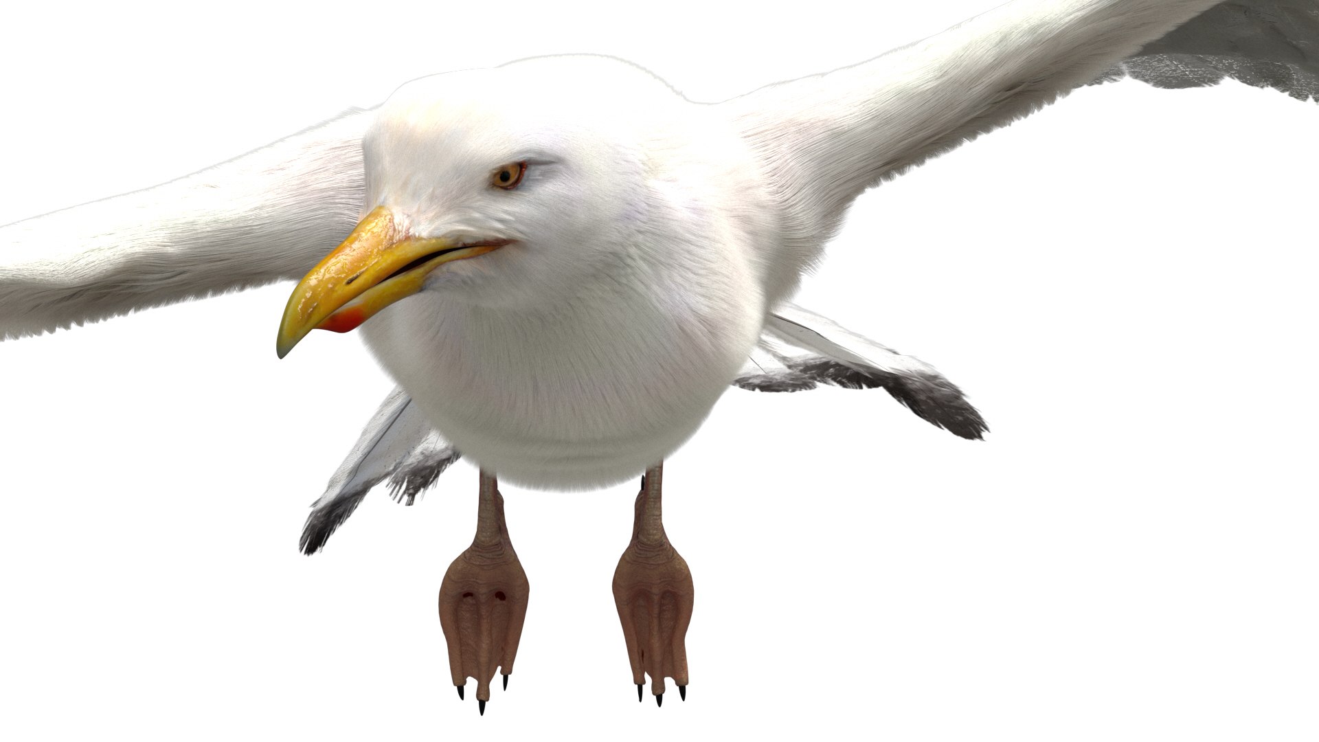 3D model seagull rigged https://p.turbosquid.com/ts-thumb/Do/ndxdY8/3zQfJXV9/15/jpg/1582685987/1920x1080/fit_q87/cc713453c4d3ef23f9c04159a355175f387862b1/15.jpg