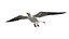 Seagull Fur Animated Rigged