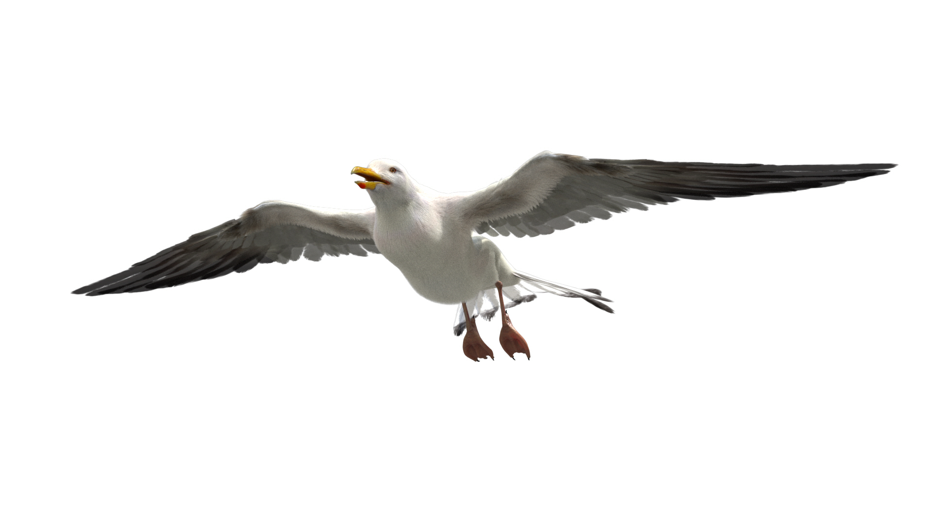 3D model seagull rigged https://p.turbosquid.com/ts-thumb/Do/ndxdY8/5OrPXm2Q/fly/jpg/1595471454/1920x1080/turn_fit_q99/ad140d5e2c4849b02093c0d640d3f92870f2bb9e/fly-1.jpg