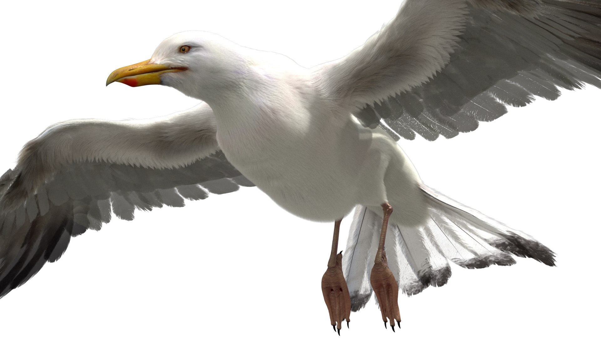 3D model seagull rigged https://p.turbosquid.com/ts-thumb/Do/ndxdY8/F5YAOm7Q/18/jpg/1582685987/1920x1080/fit_q87/cbefb7008d8935e0ae81671f74cfcbe5af2c8c3f/18.jpg