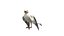 Seagull Fur Animated Rigged