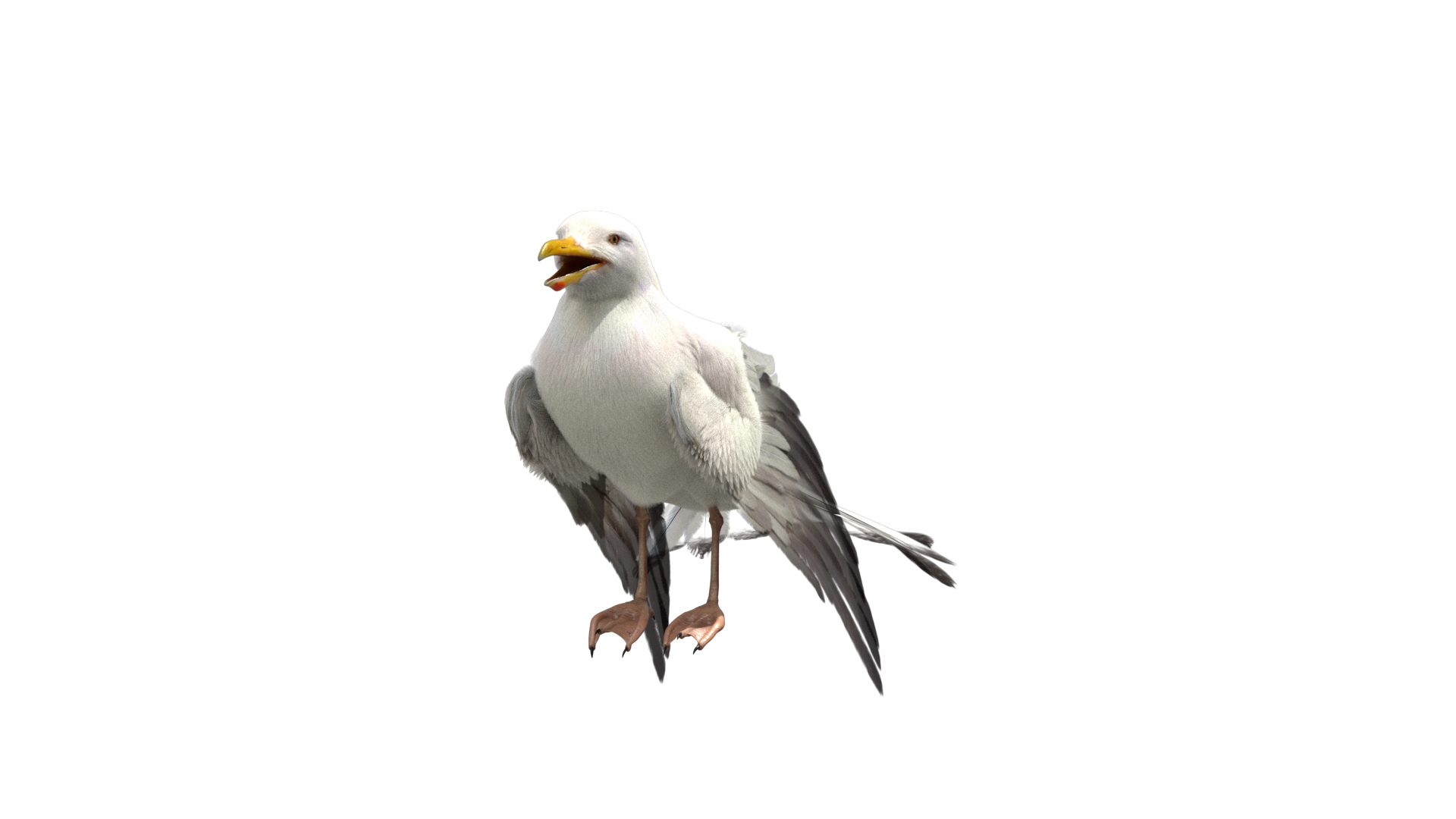 3D model seagull rigged https://p.turbosquid.com/ts-thumb/Do/ndxdY8/H1Jkl1Ug/damage/jpg/1595471276/1920x1080/turn_fit_q99/5501eeb63424b13895eeb4c647d83bd0e5225599/damage-1.jpg