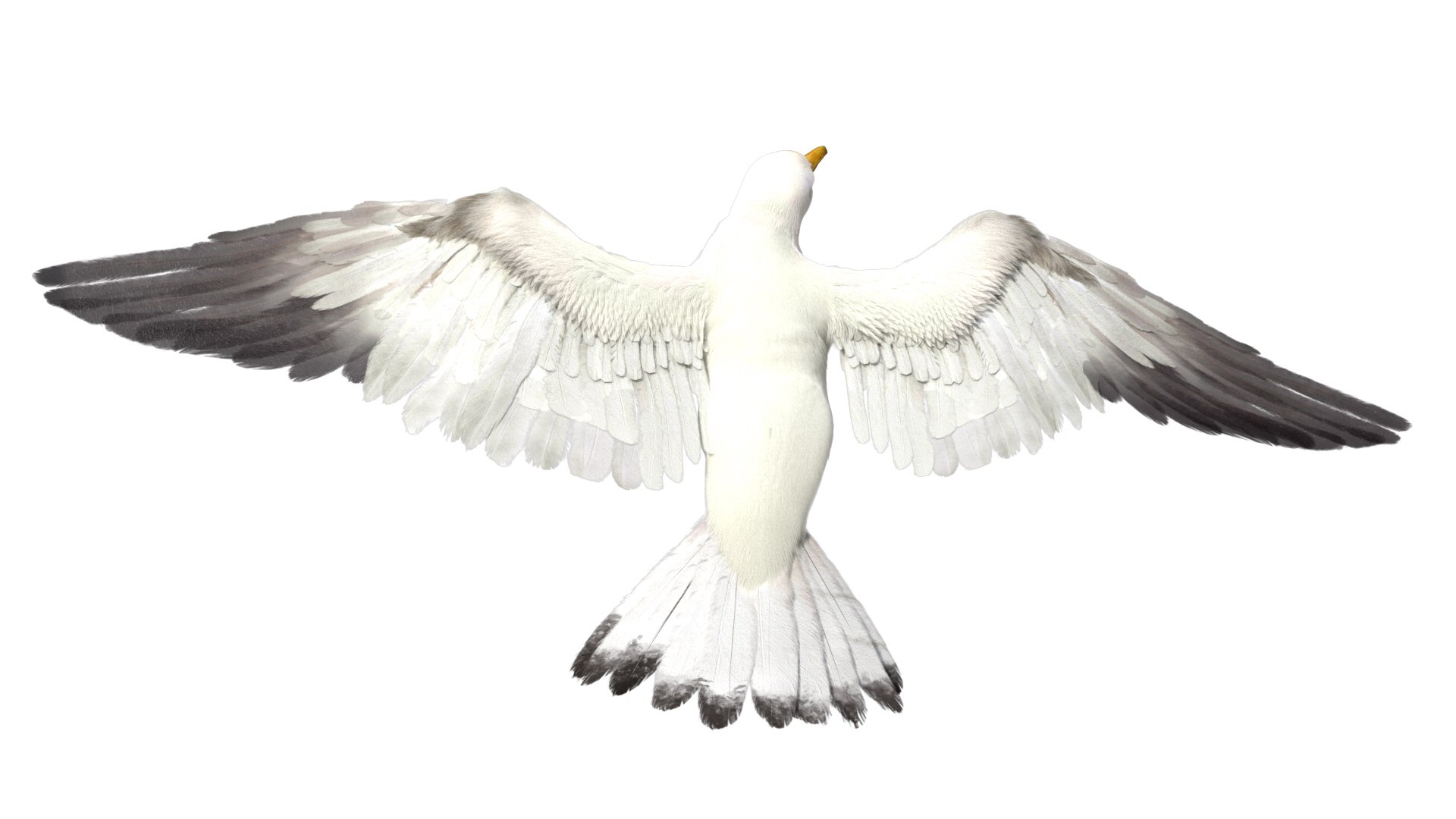 3D model seagull rigged https://p.turbosquid.com/ts-thumb/Do/ndxdY8/Kh53otpS/08/jpg/1582685987/1920x1080/fit_q87/c7b3d1c148ec85ac51b42ad63209e5b598fab229/08.jpg