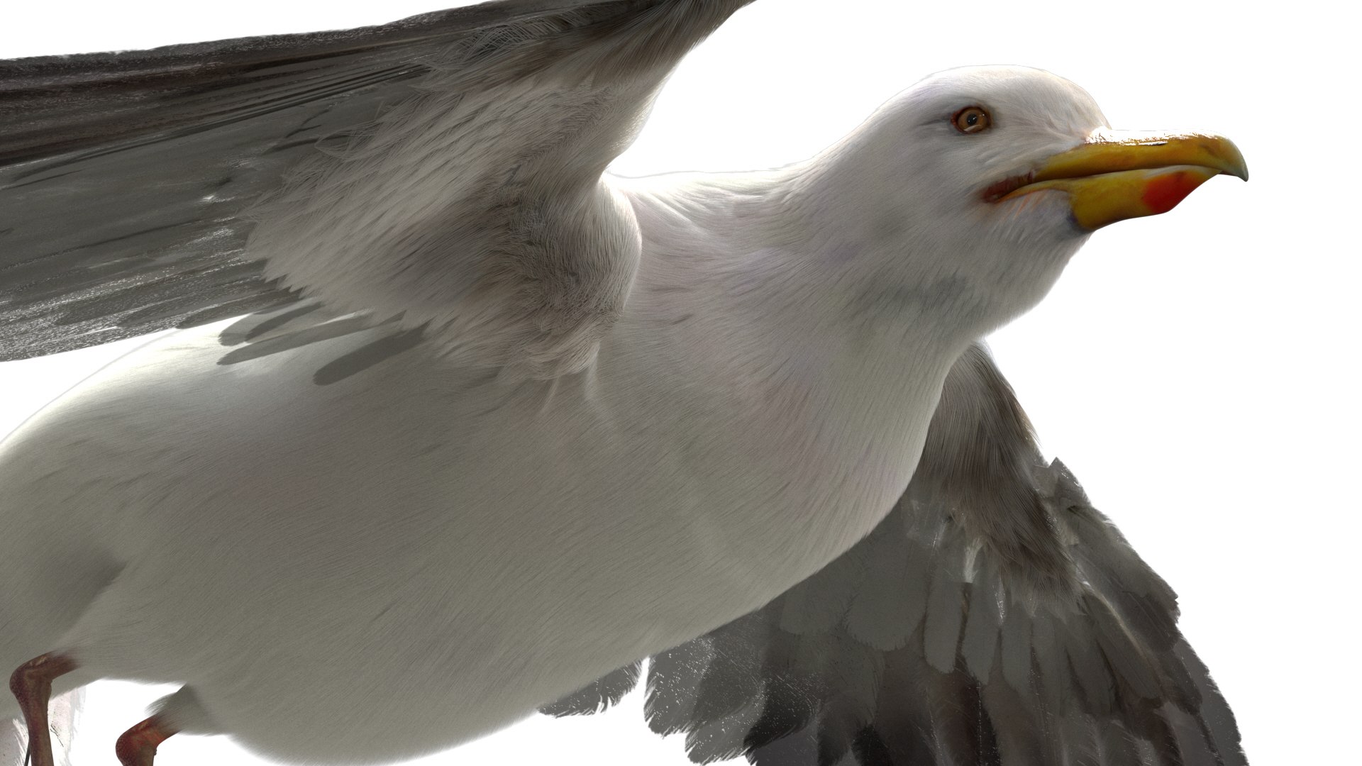 3D model seagull rigged https://p.turbosquid.com/ts-thumb/Do/ndxdY8/UpTK3PMv/10/jpg/1582685987/1920x1080/fit_q87/fc43c636f209f0234faeb64e9e78a0b2bfe34494/10.jpg