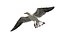 Seagull Fur Animated Rigged