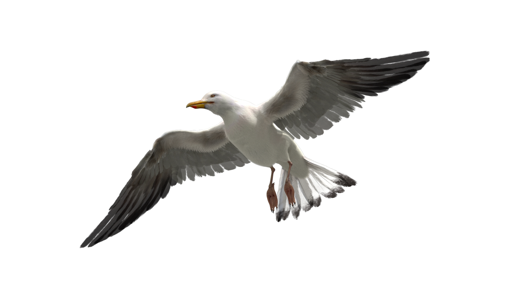 3D model seagull rigged https://p.turbosquid.com/ts-thumb/Do/ndxdY8/YflJvhmw/seagull/jpg/1582686281/1920x1080/turn_fit_q99/1e9896fc4d2ff6f4b9f1f1c61d5bc46500e0be87/seagull-1.jpg