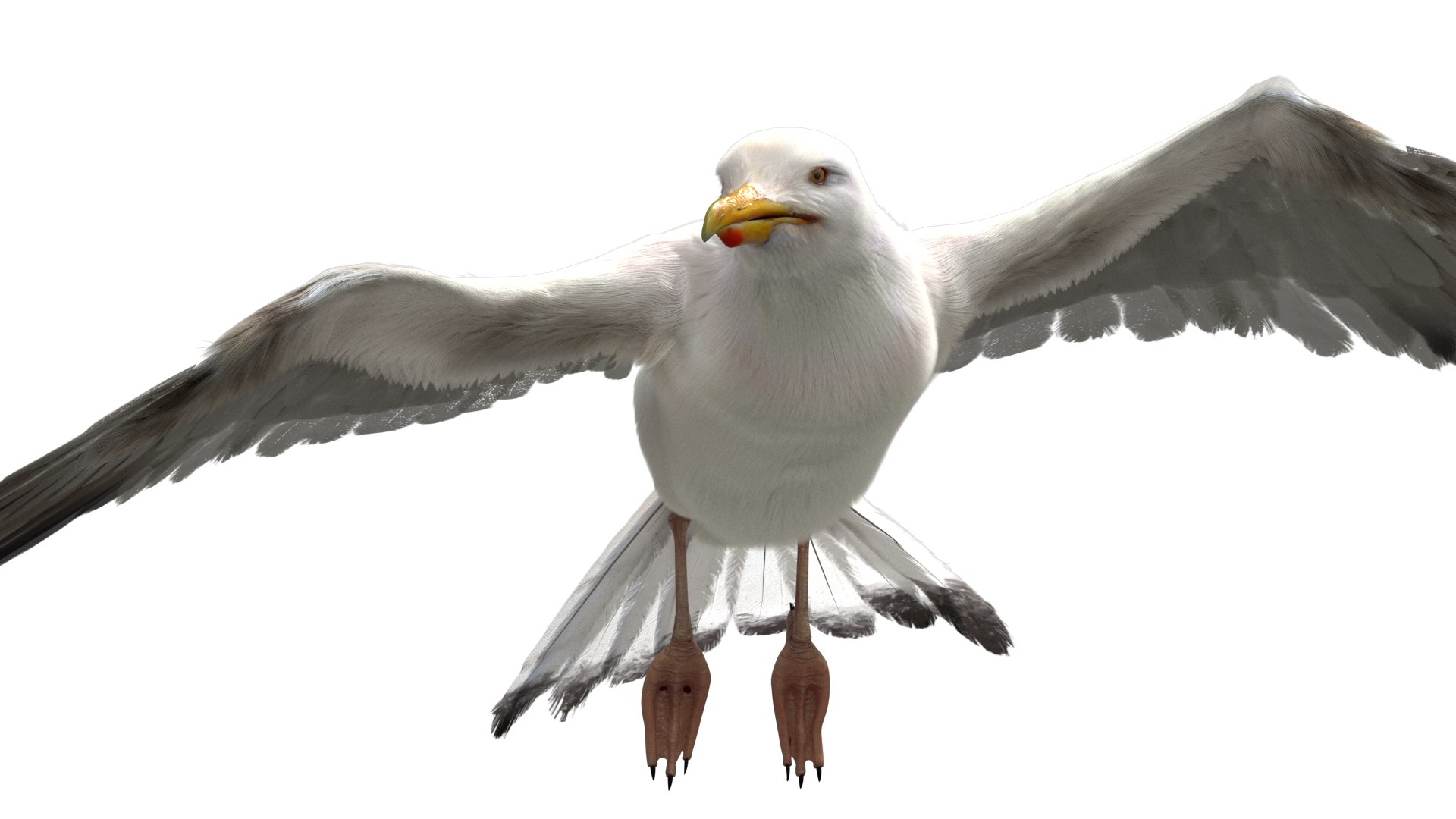 3D model seagull rigged https://p.turbosquid.com/ts-thumb/Do/ndxdY8/YkTdoopw/17/jpg/1582685987/1920x1080/fit_q87/56aa720a73b4fe83d9ec51235e9caa93ca1d9a8e/17.jpg