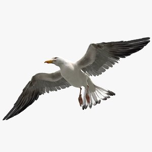 3D model seagull rigged